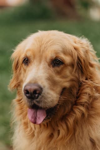 deslanado para golden retriever