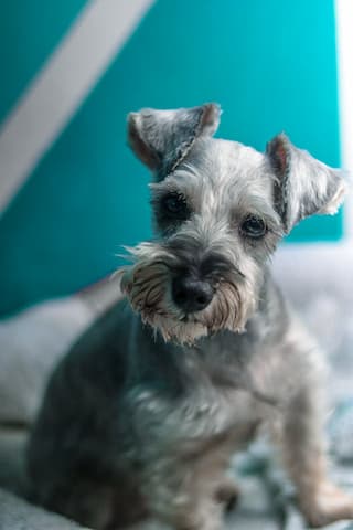 corte para schnauzer